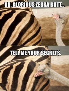 Create meme: oh glorious zebra, tell me your secrets oh the glorious butt, tell me your secrets butt
