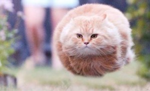 Create meme: cat, cats, flying cat pictures