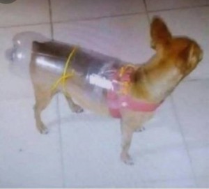 Создать мем: собака в, собака в пластиковой бутылке прикол, небольшие собаки