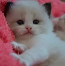 Create meme: adorable kittens, cute little cute cats, ragdoll kittens
