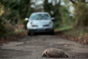 Создать мем: hedgehog, ежик, ежи