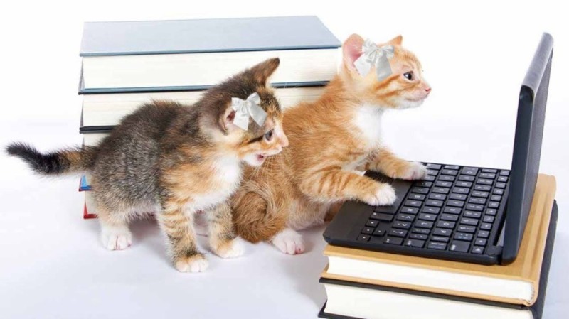 Создать мем: котик с ноутбуком, кот с ноутбуком, котики компьютер