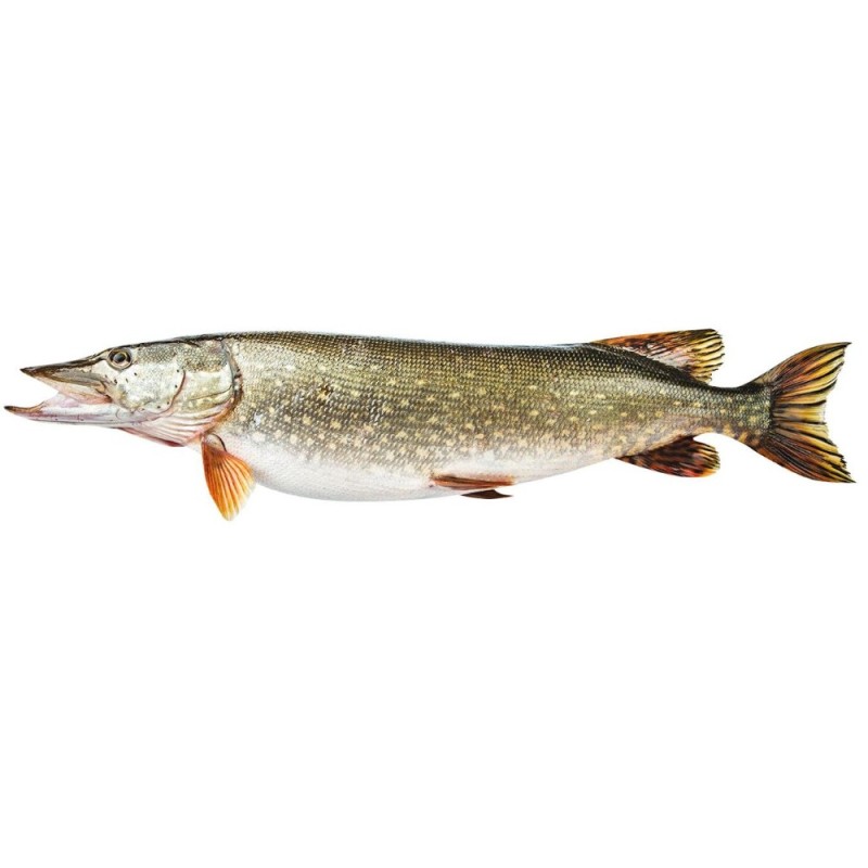 Create meme: fish pike, common pike, pike on a white background