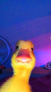 Create meme: duck, when accidentally turned on the front camera