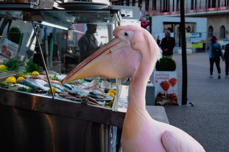 Create meme: pink pelican, pink pelican at the zoo, pink pelican red book