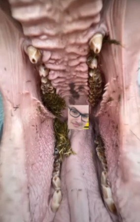 Создать мем: анатомия тату, пчела под микроскопом, анатомия человека