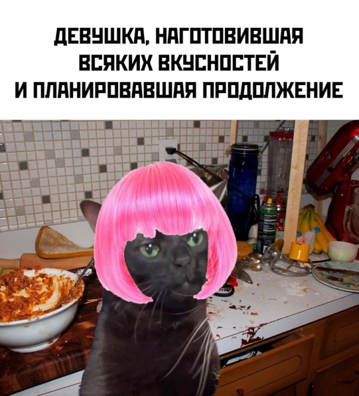 Создать мем: кошка, мемы, кот