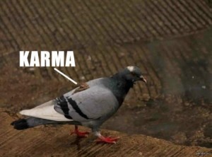 Create meme: funny memes, funny animal, meme pigeon