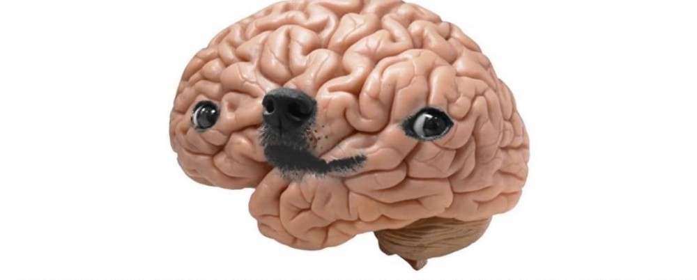 Видео про мозги. Мемы про мозг.