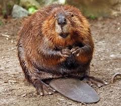 Create meme: beaver spring, castor, hunting for beaver traps