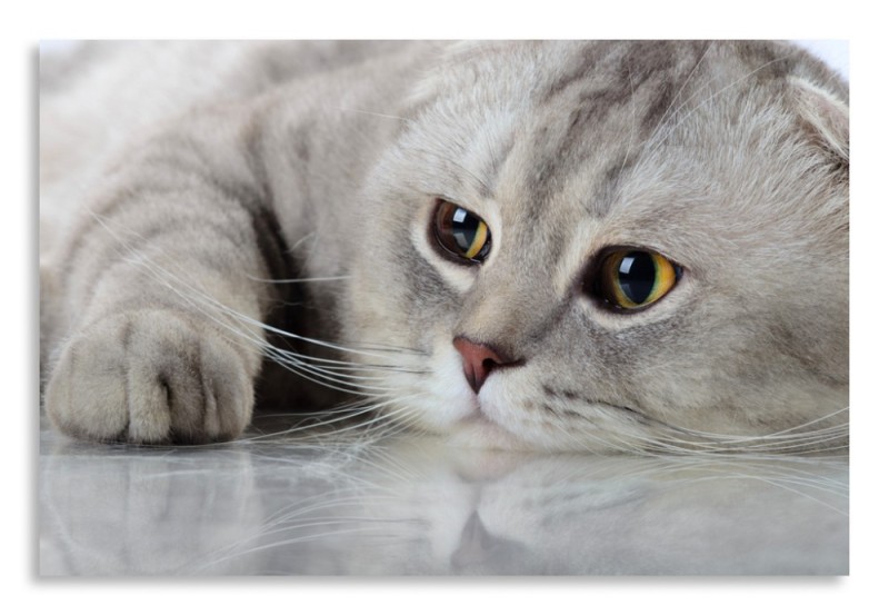 Create meme: lop - eared cat, gray cat, Scottish fold cat