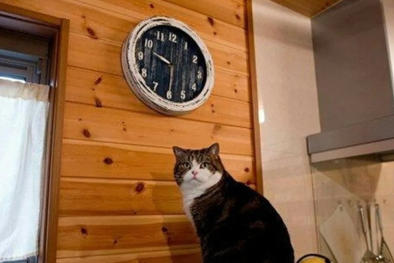 Create meme: the cat looks at his watch meme, cat meme , and watch cat meme