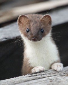 Create meme: weasel and ermine, ermine, weasel animal