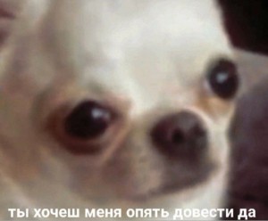 Create meme: doggie, you want me again to bring yeah meme dog Chihuahua, dog