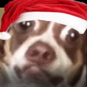 Create meme: Christmas, animals, dog