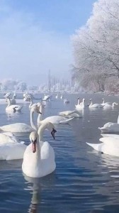 Create meme: swans on a pond, swans birds, swans on the lake