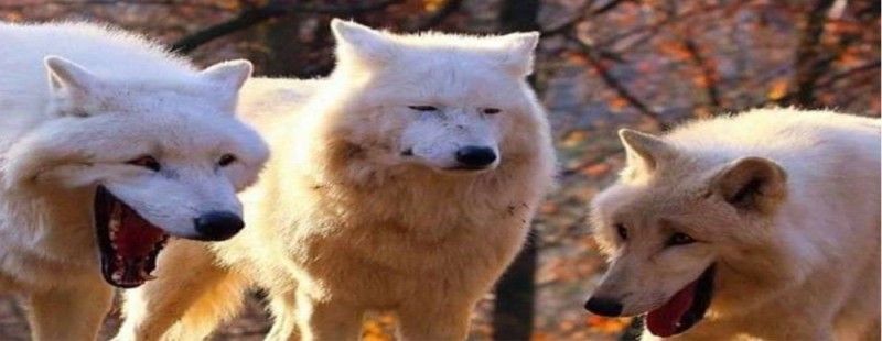 Create meme: laughing wolves, polar wolf, the wolf laughs meme