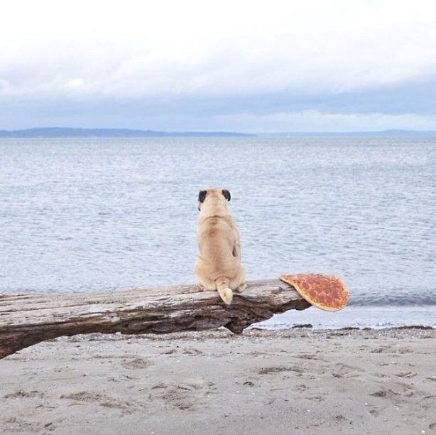 Create meme: nature , dog, the lone puppy