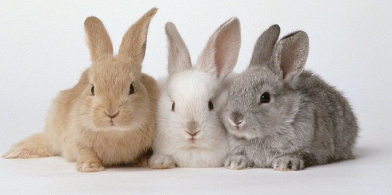 Create meme: rabbit , rabbit rabbit, rabbit on white background