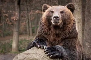 Create meme: brown bear , grizzly bear , siberian brown bear