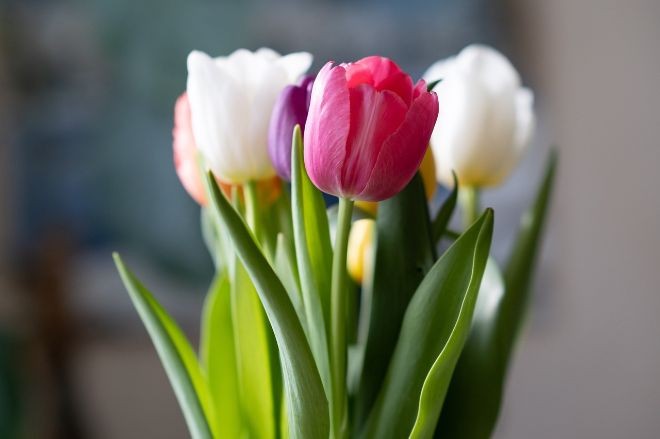 Create meme: spring tulips, delicate tulips , white tulips