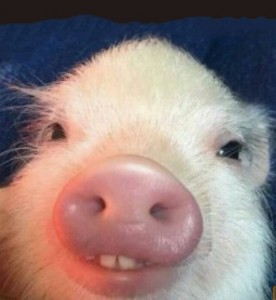 Create meme: pig, mumps, pig