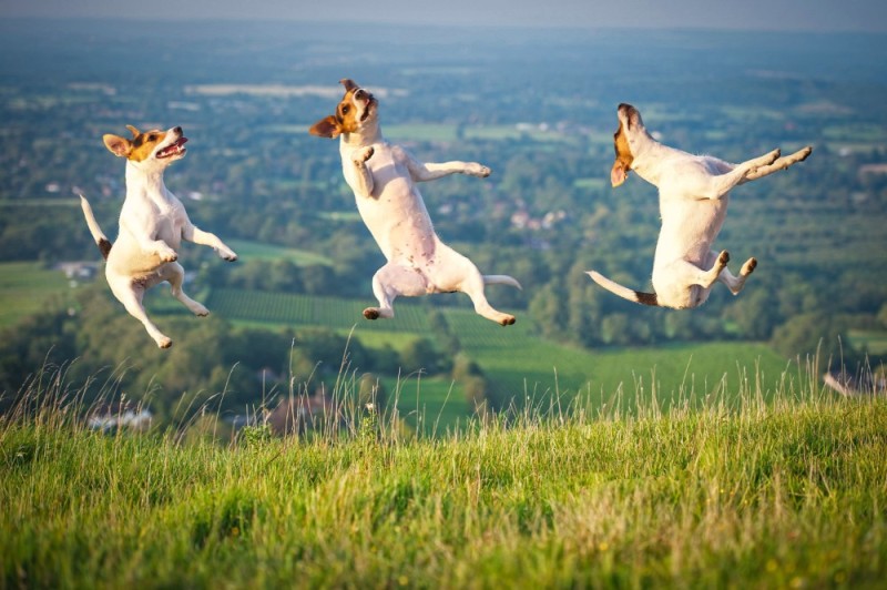 Create meme: Jack Russell, breed Jack Russell Terrier, flying dog