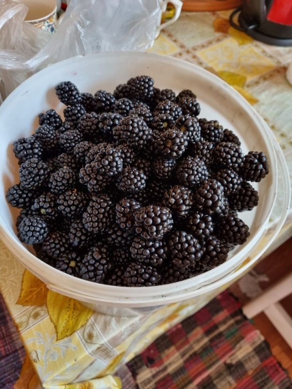 Create meme: BlackBerry , blackberry berry, thornfree's thornless blackberry