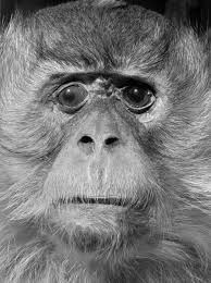 Создать мем: monkey, грустная обезьяна фото, упоротая обезьяна