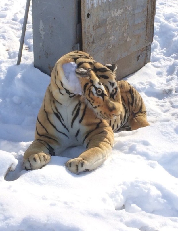 Create meme: Bengal tiger , tiger , mauled by tiger