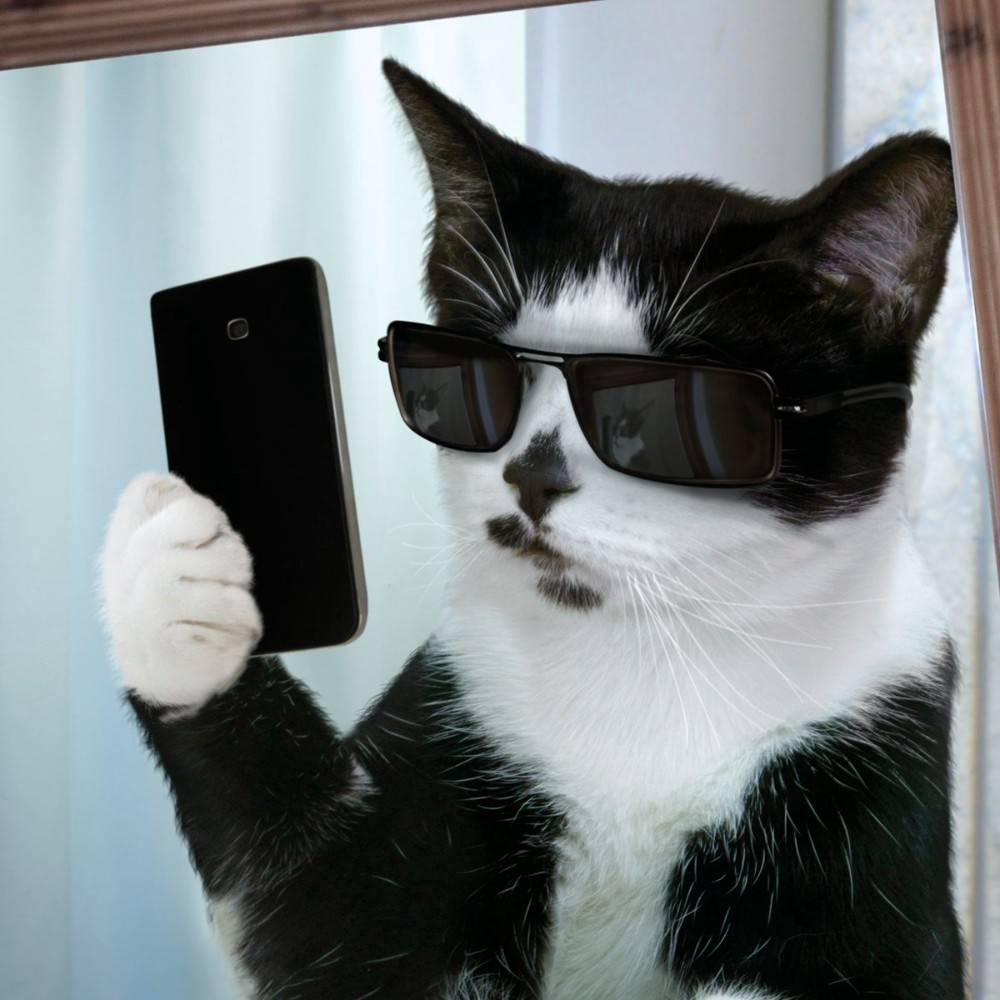 Создать мем: кот с айфоном, кошка с айфоном, котик с айфоном