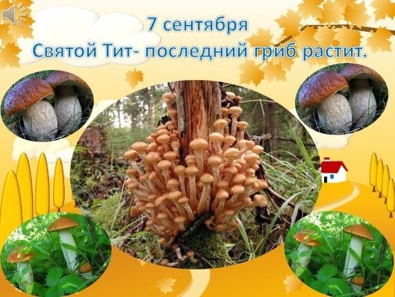 Create meme: mushroom openok autumn, mushrooms , by mushrooms