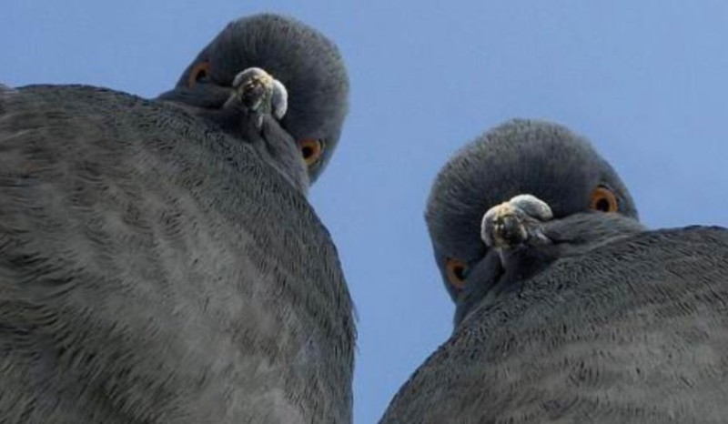 Create meme: brazen dove, the pigeon is funny, meme pigeon 
