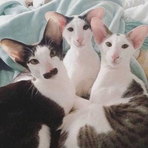 Создать мем: грузины, кошка принцесса, кот грузин фото