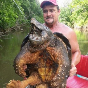 Create meme: alligator, a snapping turtle, timsah
