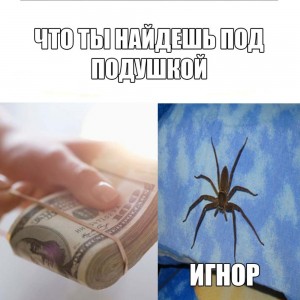 Create meme: aphorisms about spiders, funny quotes about spiders, spider joke