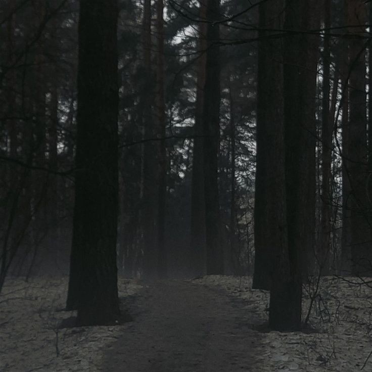 Create meme: a tree in the fog, dark forest background, into the woods