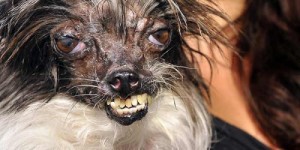 Create meme: perro, ugly dog, the ugliest dog