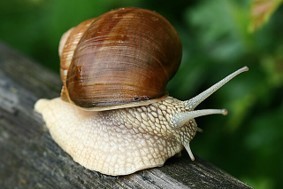 Create meme: garden snail gastropods, gastropods (snails), gastropods grape snail