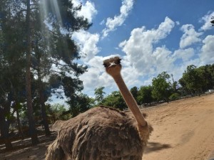 Create meme: the animal farm, Aleksin ostrich, ostrich 50, ostrich bird