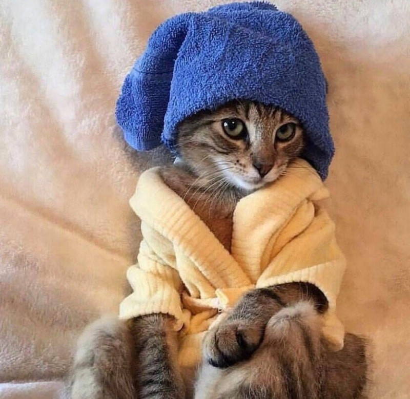 Создать мем: котик в шапочке, кот в синем полотенце, кошка с полотенцем на голове