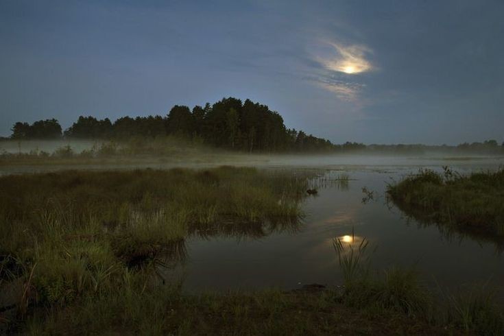 Create meme: night swamp, darkness, moon over the lake