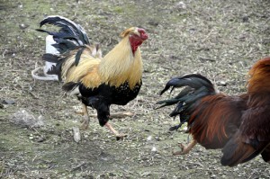Create meme: horoz dövüşü, rooster, chicken