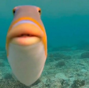 Создать мем: staring fish мем, рыба которая говорит чё за, рыжая рыба