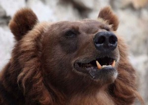 Create meme: the muzzle of the bear, bear paw, bear