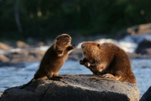 Create meme: beaver, beaver, photo of the beaver's with the begets little beavers