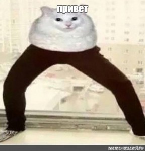 Create meme: cats, cat in my pants meme