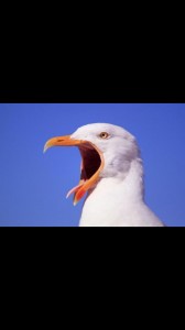 Создать мем: погибающая чайка, angry seagull, чайка я я я
