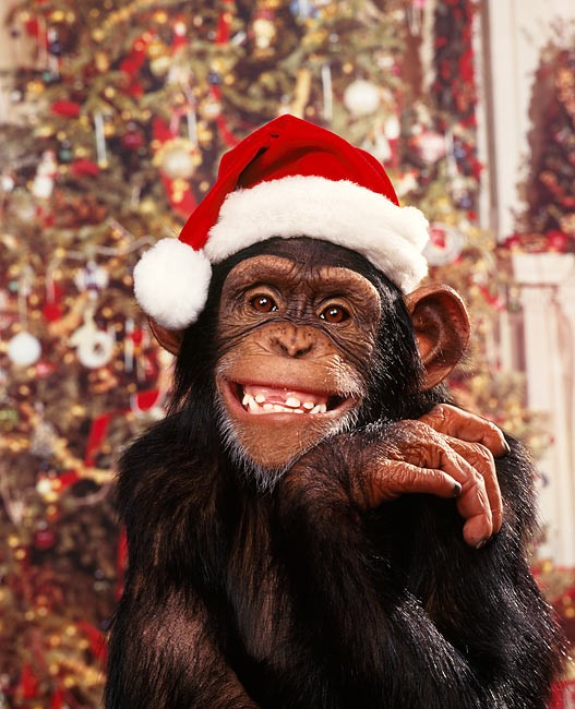 Создать мем: обезьяна рождество, новый год, новогодние обезьяны