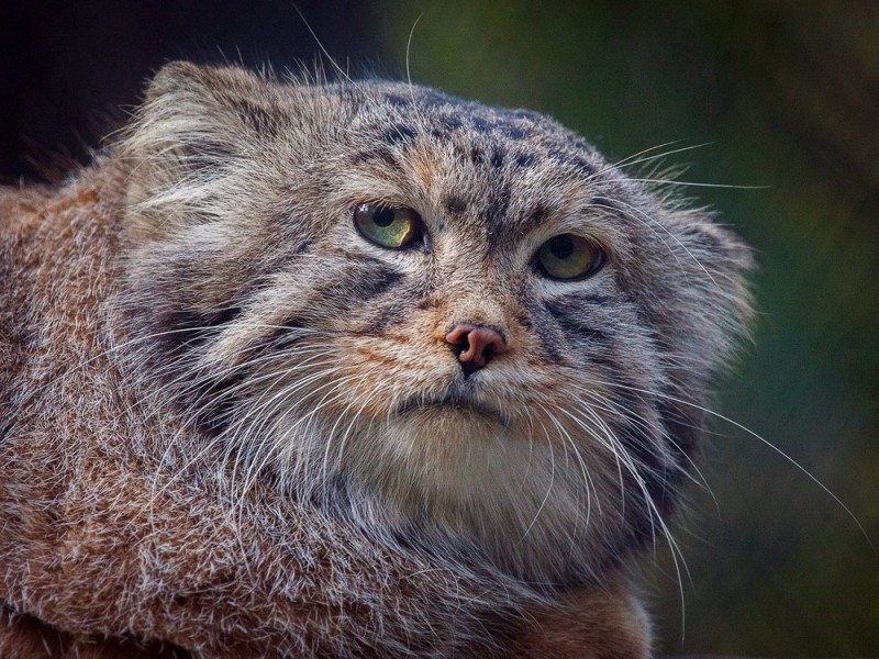 Create meme: wild Pallas cat, animal manul, wild cat manul